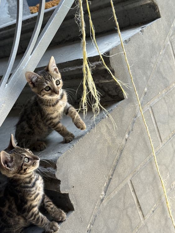 Бенгалский котята — 5