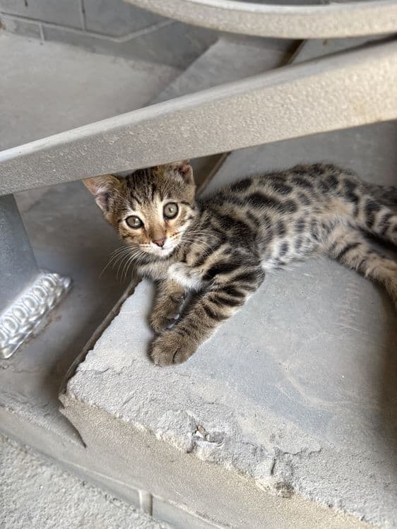 Бенгалский котята — 6
