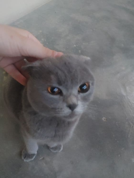 Scottish Fold,1,5 – 2,5 yosh,aqlli va odamga tez o‘rganuvchan, — 2