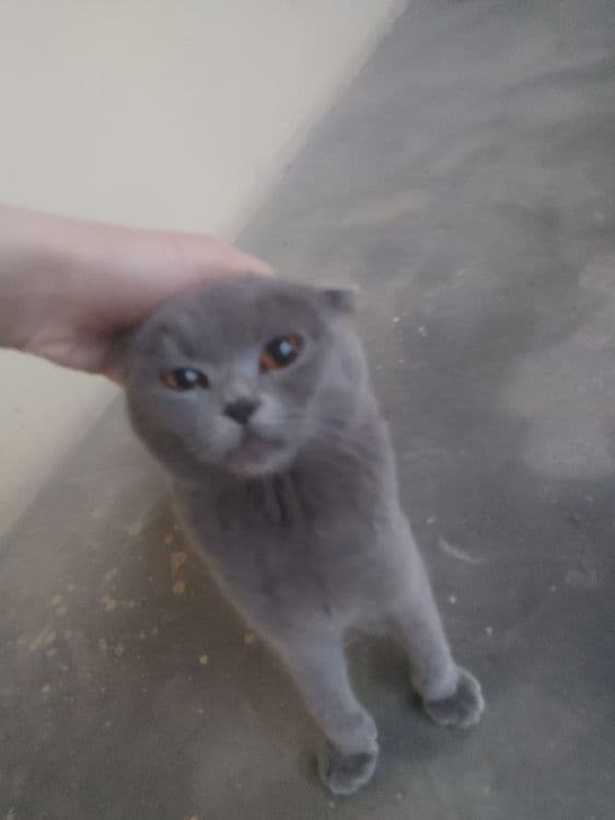 Scottish Fold,1,5 – 2,5 yosh,aqlli va odamga tez o‘rganuvchan, — 3