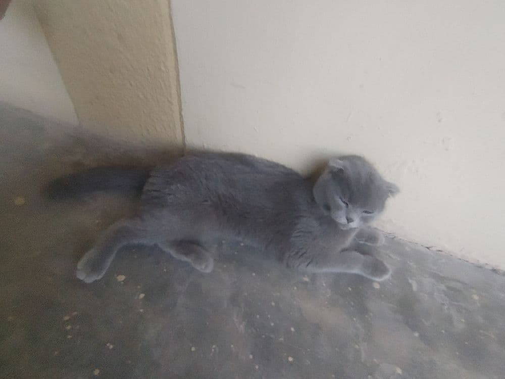 Scottish Fold,1,5 – 2,5 yosh,aqlli va odamga tez o‘rganuvchan, — 4
