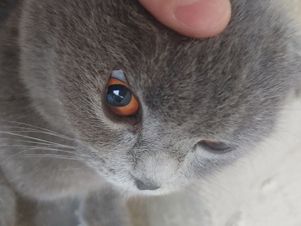 Scottish Fold,1,5 – 2,5 yosh,aqlli va odamga tez o‘rganuvchan, — 5