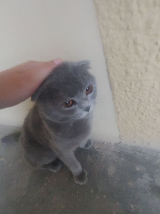 Scottish Fold,1,5 – 2,5 yosh,aqlli va odamga tez o‘rganuvchan, — 6