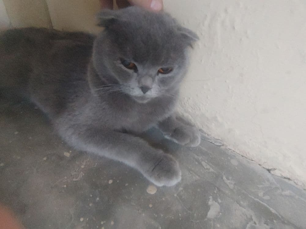 Scottish Fold,1,5 – 2,5 yosh,aqlli va odamga tez o‘rganuvchan, — 7
