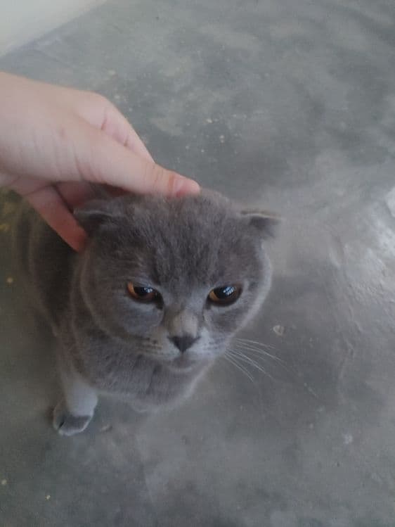 Shotland quloqdor Scottish Fold,1,5–2 yosh,Juda yuvosh,mebel tatalamay — 2