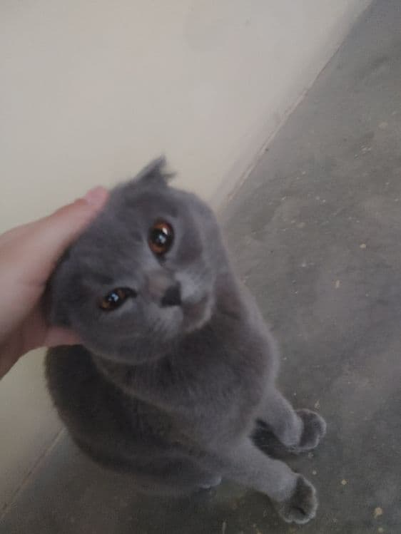 Shotland quloqdor Scottish Fold,1,5–2 yosh,Juda yuvosh,mebel tatalamay — 4