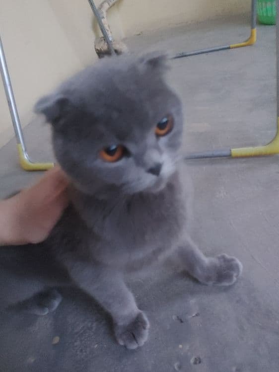 Shotland quloqdor Scottish Fold,1,5–2 yosh,Juda yuvosh,mebel tatalamay — 5