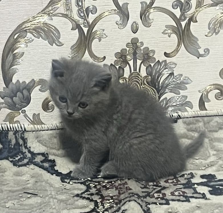 Skotish strayt qiz 2  oylik soglom juda quvnoq — 1