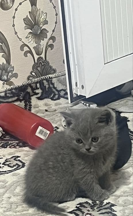 Skotish strayt qiz 2  oylik soglom juda quvnoq — 2
