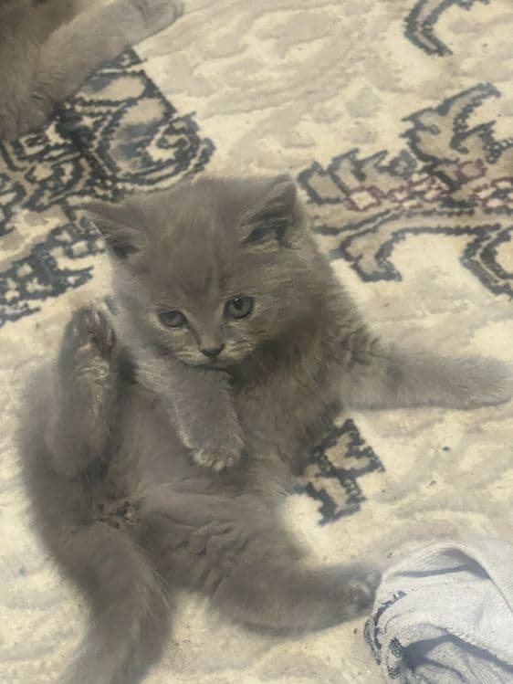 Skotish strayt qiz 2  oylik soglom juda quvnoq — 3
