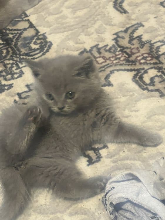 Skotish strayt qiz 2  oylik soglom juda quvnoq — 4
