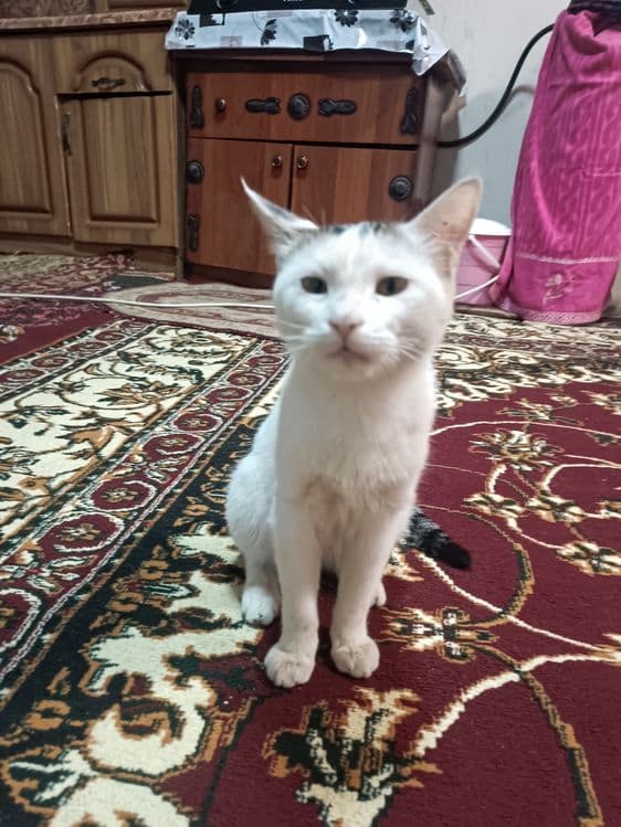 Mushuk Mushuklar Mushukcha котенок — 2