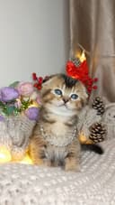Скотиш фолд мальчик золотая шиншилла