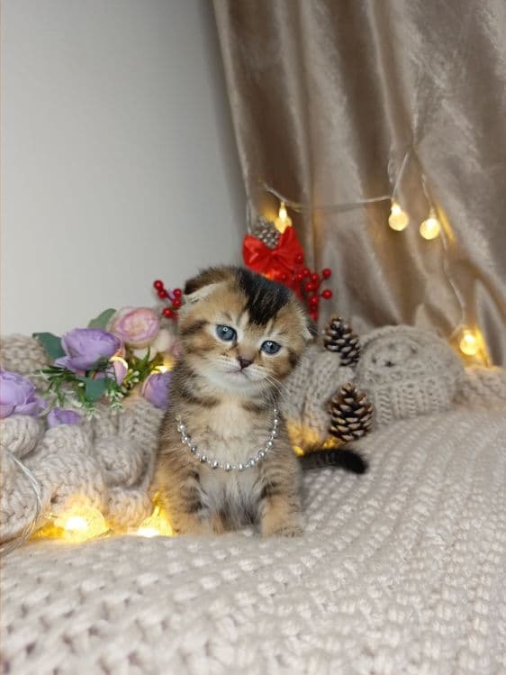 Скотиш фолд мальчик золотая шиншилла — 2
