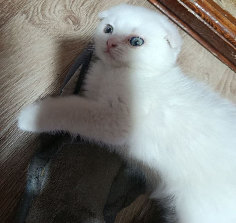 Котёнок Скоттиш Фолд — 2