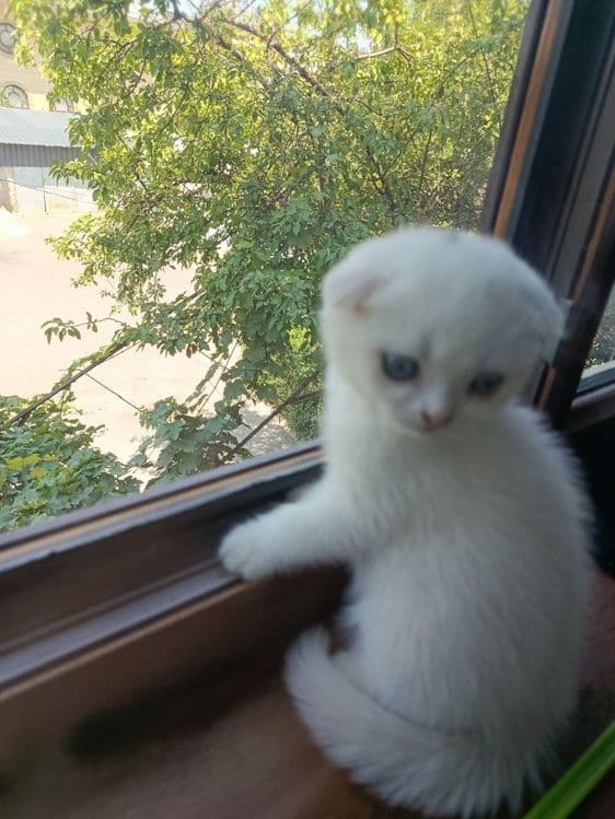 Котёнок Скоттиш Фолд — 3