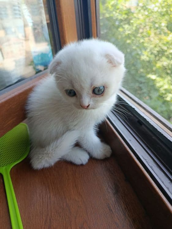 Котёнок Скоттиш Фолд — 4