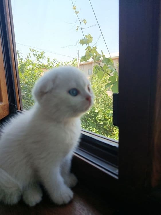 Котёнок Скоттиш Фолд — 5