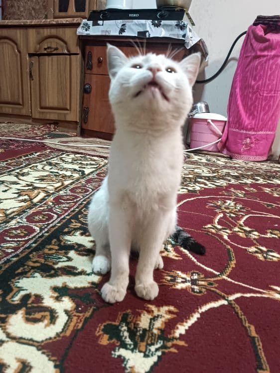 Mushuk mushuklar котенок mushukcha — 3