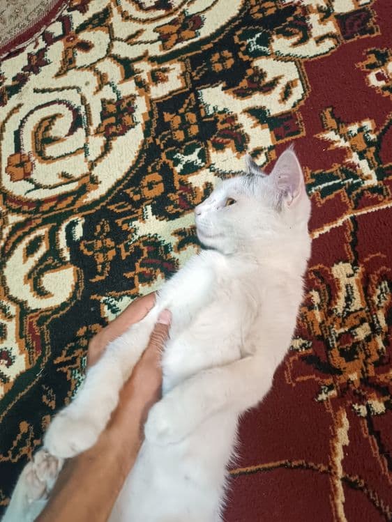 Mushuk mushuklar котенок mushukcha — 4
