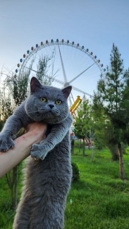 Кошка Британский — 2