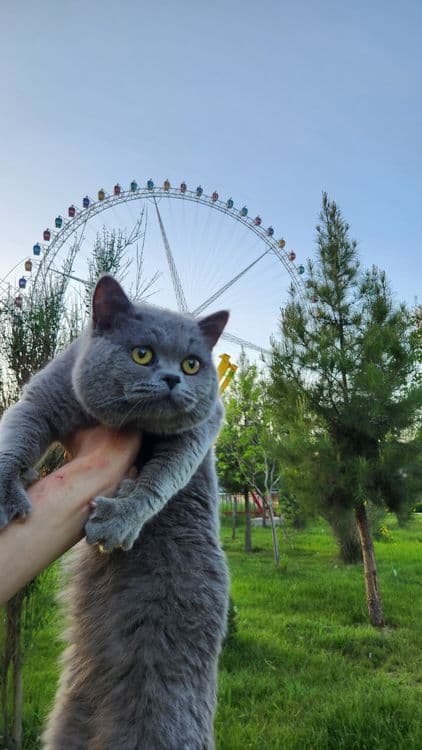 Кошка Британский — 3