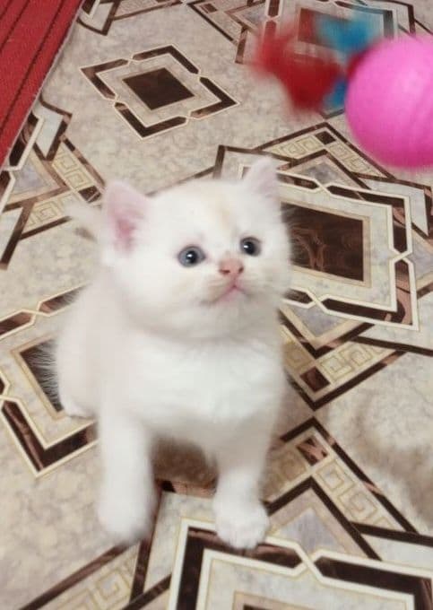 Birtan kalta yungli — 2