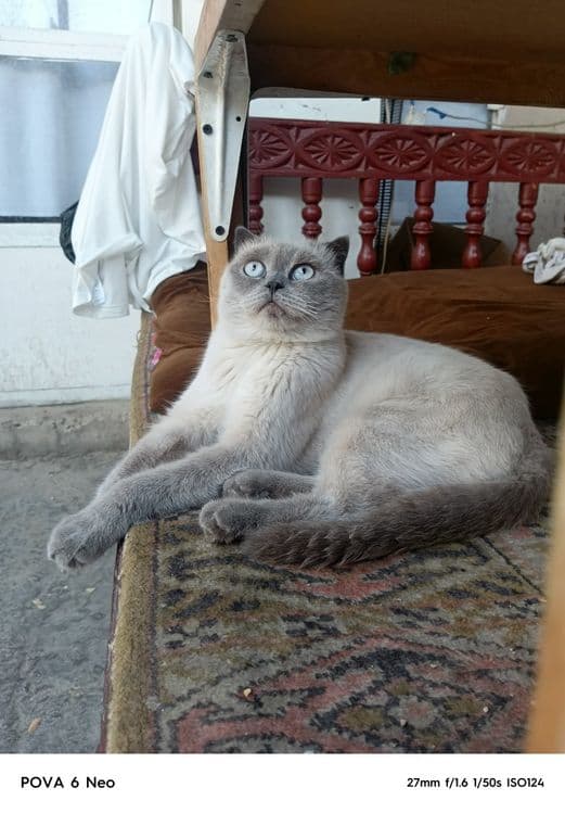 Британски скотиш — 2