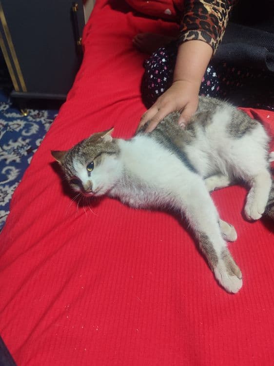 Uy mushugi. Ozoda va pok mushuk. Stressi bor odamlar uchun — 4