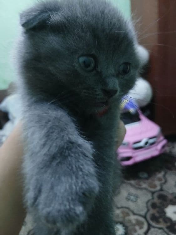 Котята скотиш фолд и скотиш страйт — 1