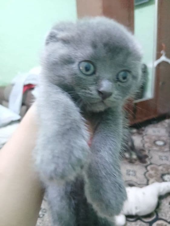 Котята скотиш фолд и скотиш страйт — 2
