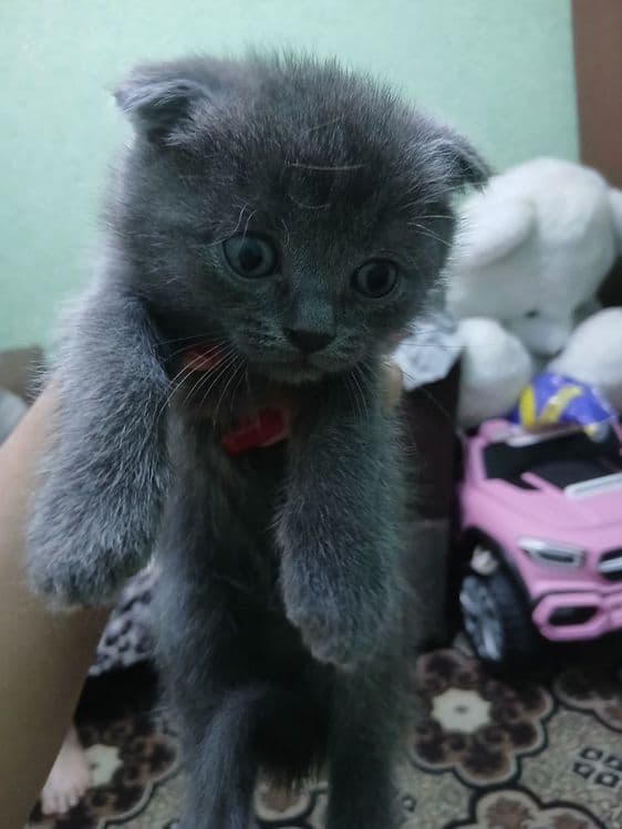 Котята скотиш фолд и скотиш страйт — 3