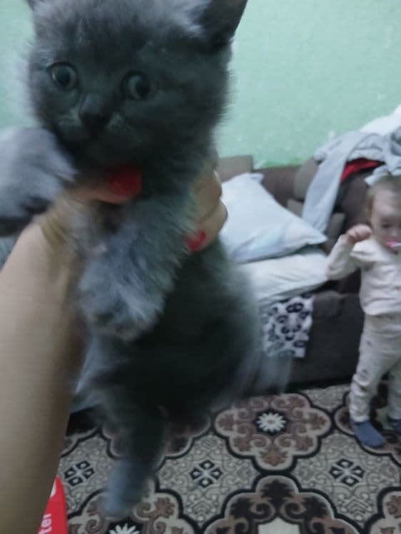 Котята скотиш фолд и скотиш страйт — 4