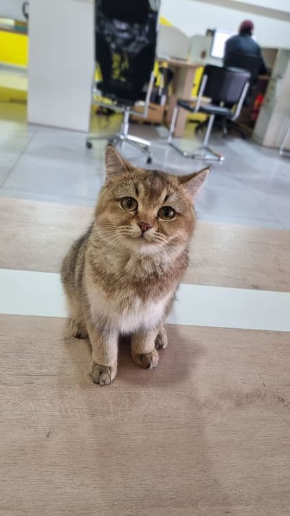 Кошка, Британская короткошерстная  цвет NY25 — 2