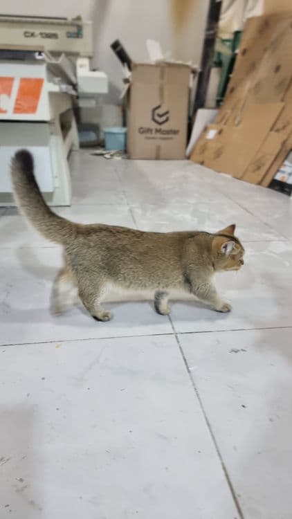 Кошка, Британская короткошерстная  цвет NY25 — 3
