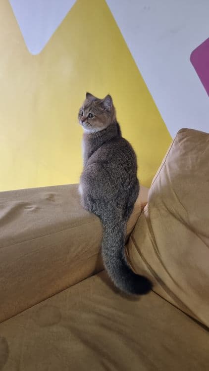 Кошка, Британская короткошерстная  цвет NY25 — 4