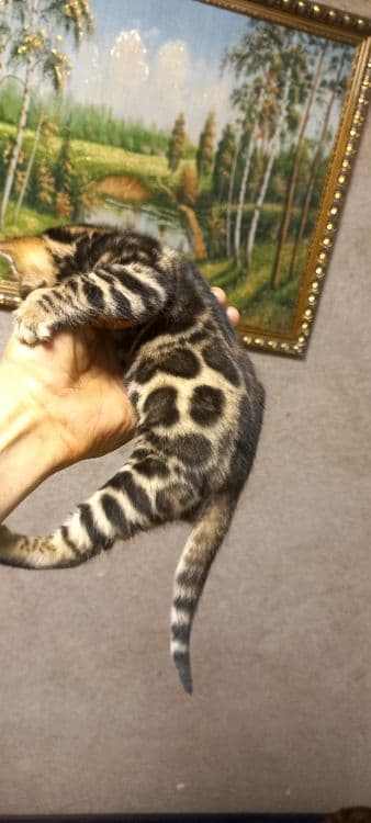 Бенгальские чистокровные! — 8