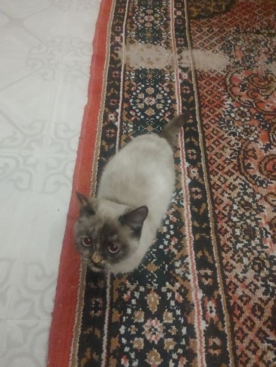 mushuk sotiladi soglom aqlli mushik — 3
