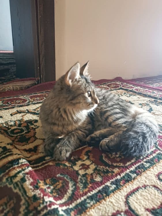 Mushuk mushukcha mushuklar котенок котик — 2