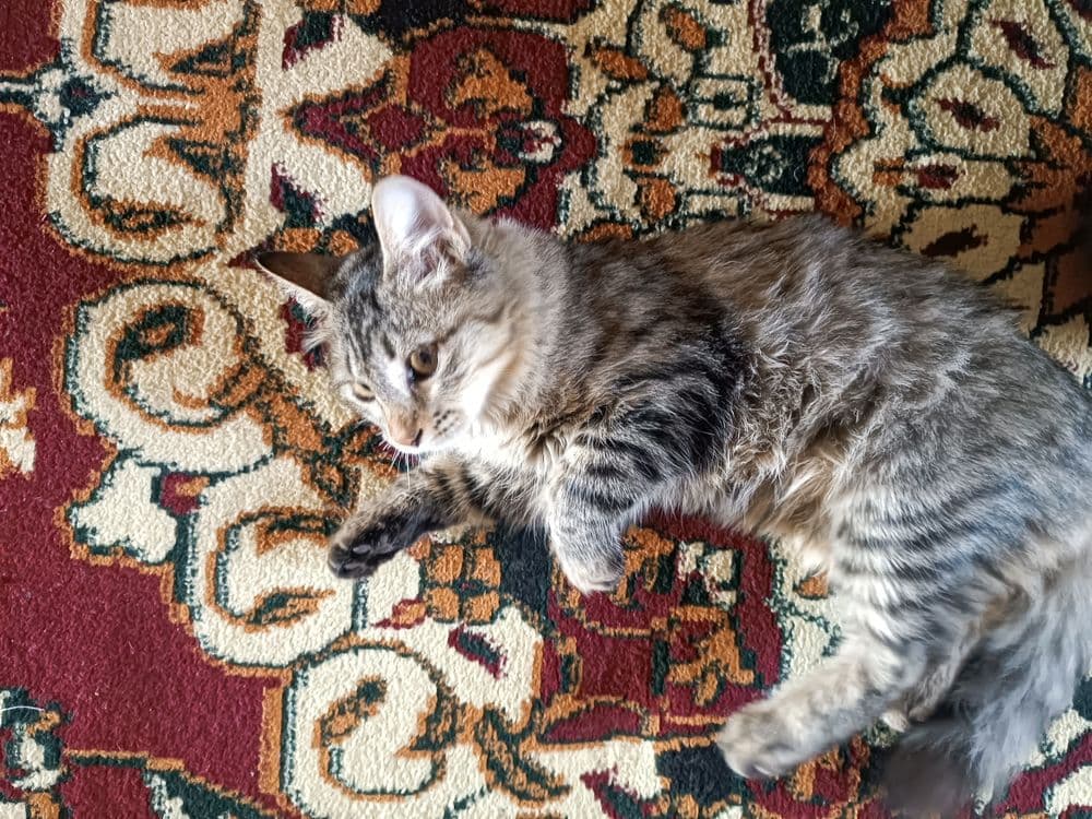 Mushuk mushukcha mushuklar котенок котик — 3