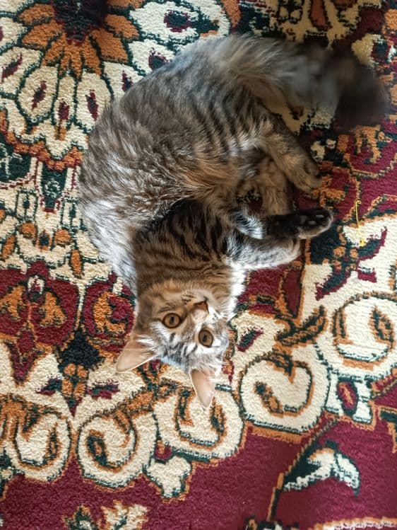 Mushuk mushukcha mushuklar котенок котик — 4