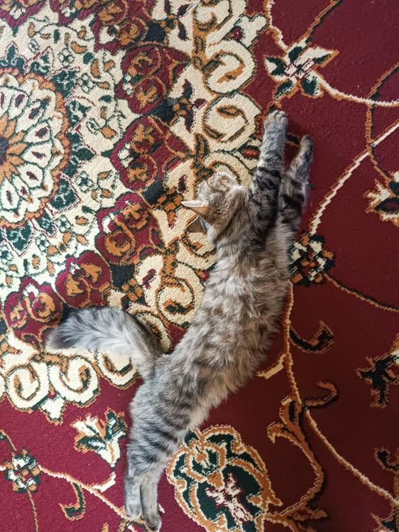 Mushuk mushukcha mushuklar котенок котик — 5