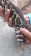 Бенгальские чистокровные котята!