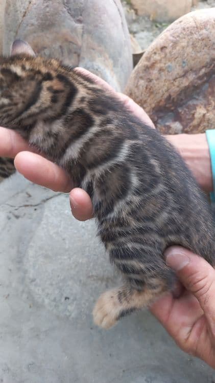 Бенгальские чистокровные котята! — 2