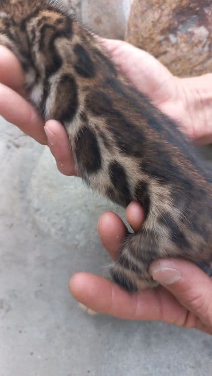 Бенгальские чистокровные котята! — 3
