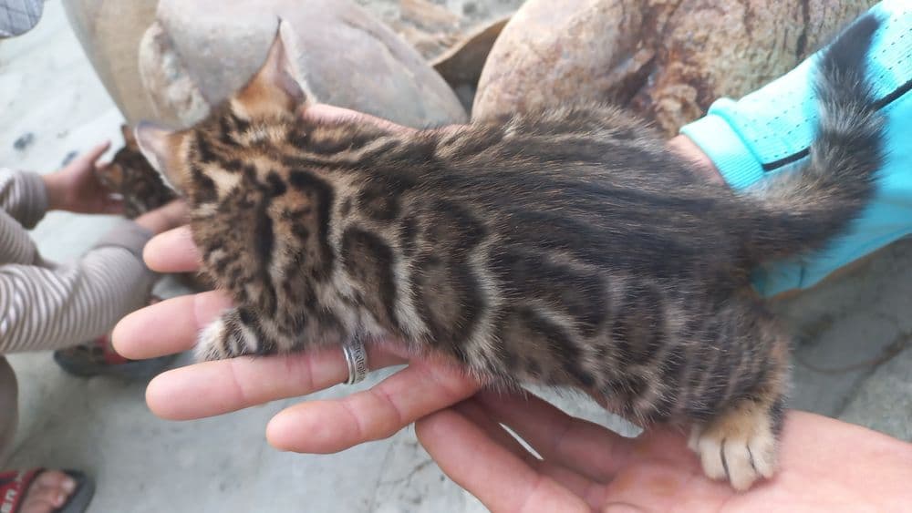 Бенгальские чистокровные котята! — 4