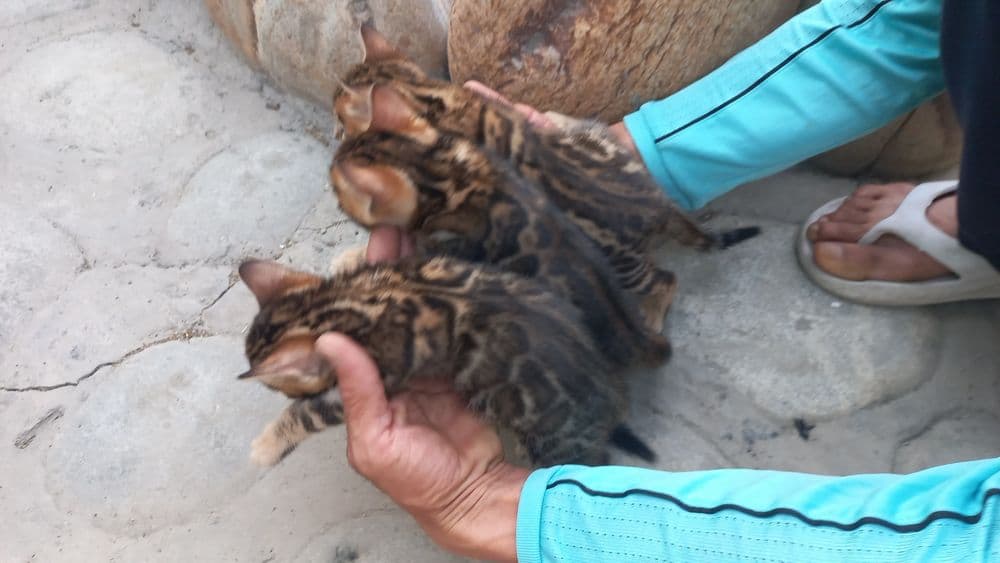 Бенгальские чистокровные котята! — 5