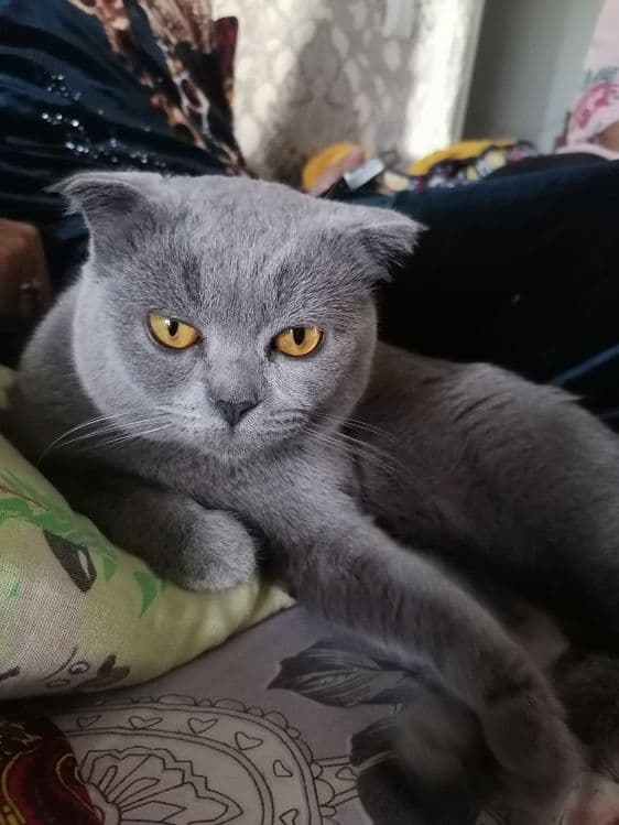 Продаётся от правельной вязки британский фолд — 1
