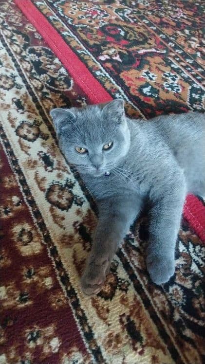 Mushuk sog'ligida muammo yoq — 1