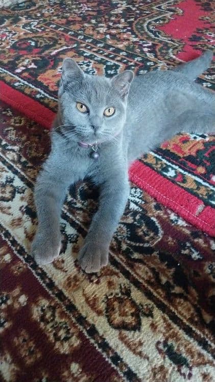 Mushuk sog'ligida muammo yoq — 2